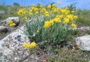 Anthyllis aurea ©  Pandion Wild Tours
